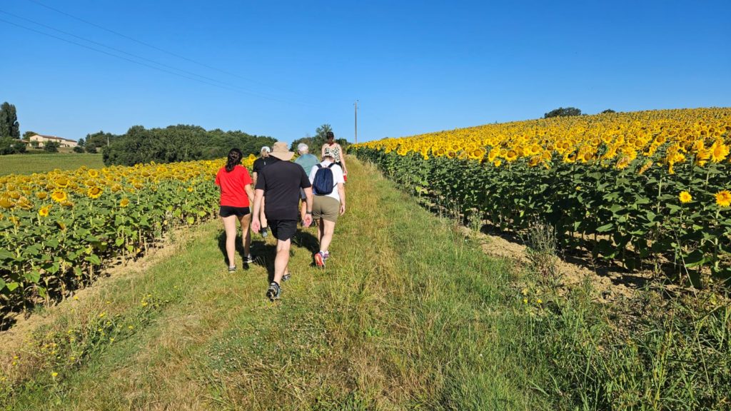 A group of holidaymakers walking between fields of sunflowers under a blue sky.